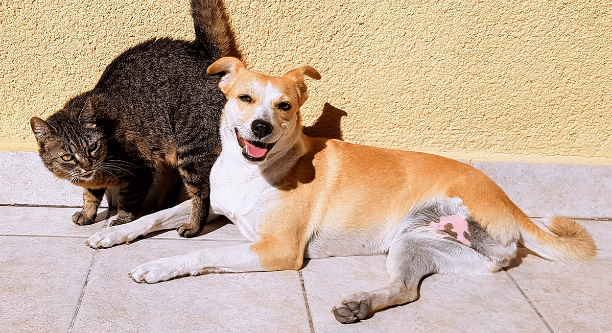 Dreibeiniger Hund mit Katze