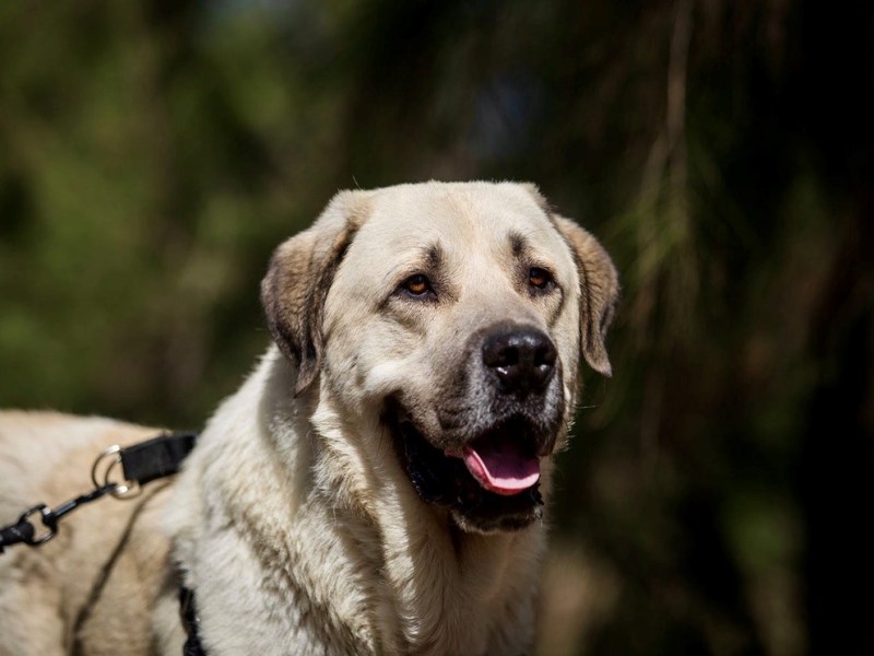 Hilfe für Hercules!