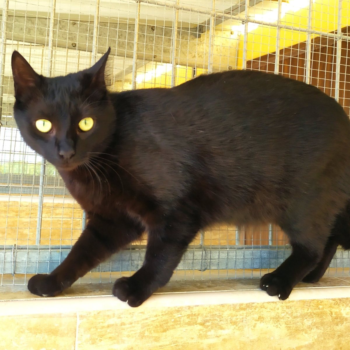 Pflegekatze Isidora sucht ein&nbsp;Zuhause