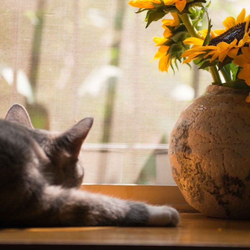 Katzen leiden stumm: Katzenkrankheiten erkennen