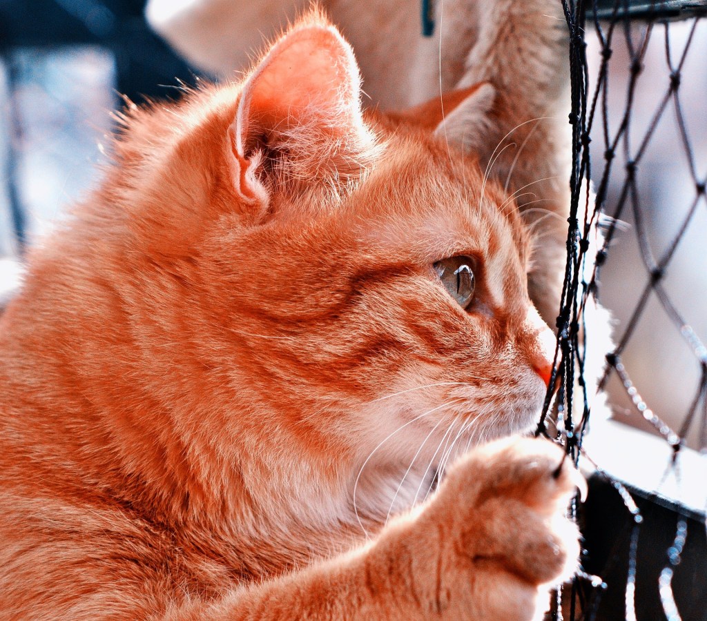 Das Katzennetz – Abenteuer auf dem&nbsp;Balkon