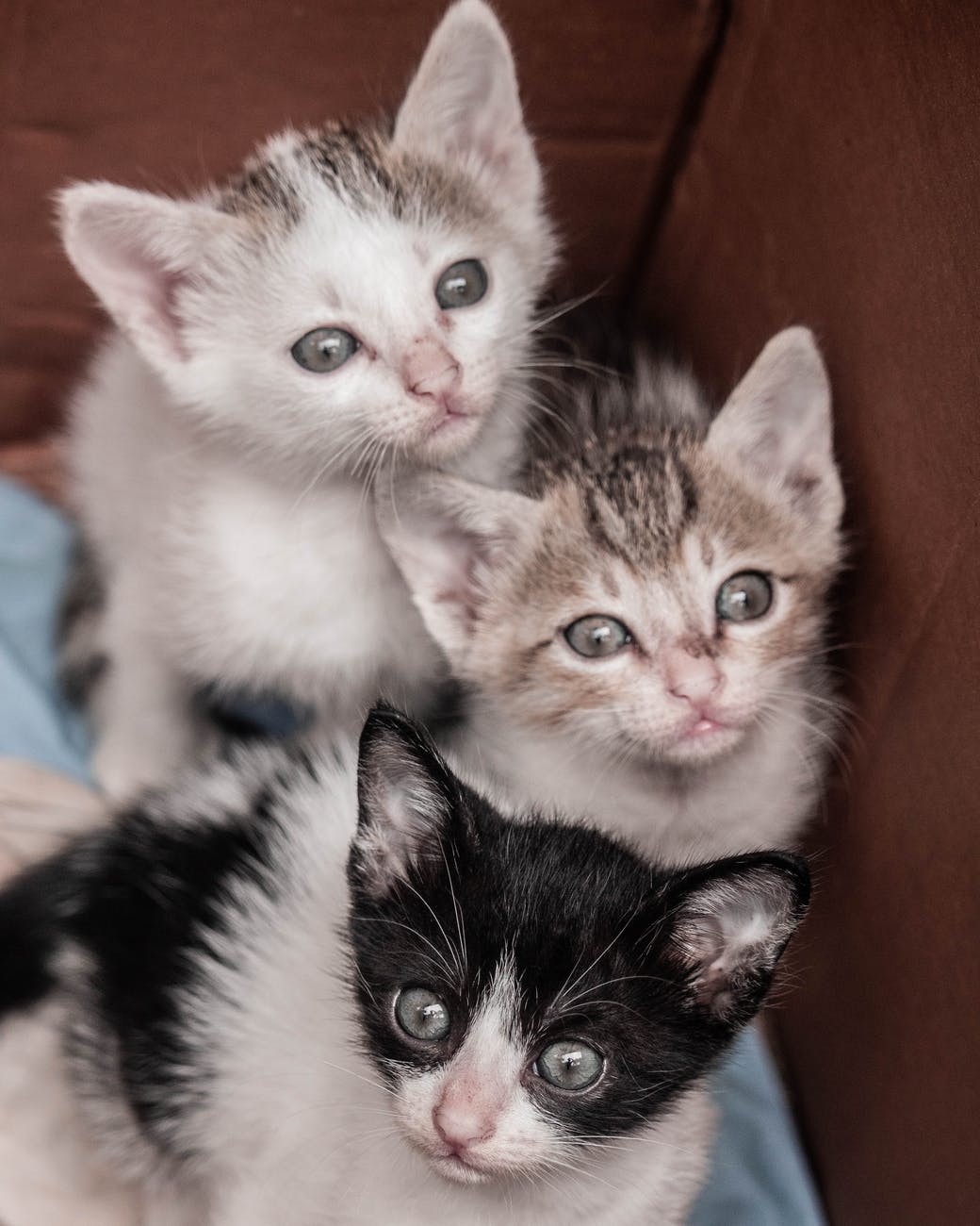 3 kittens