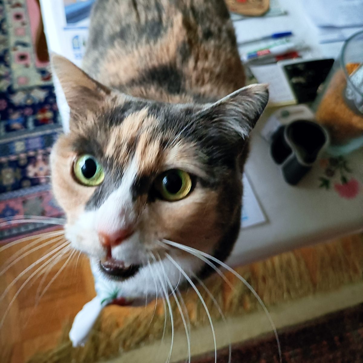 Pflegekatze Emma sucht ein&nbsp;Zuhause