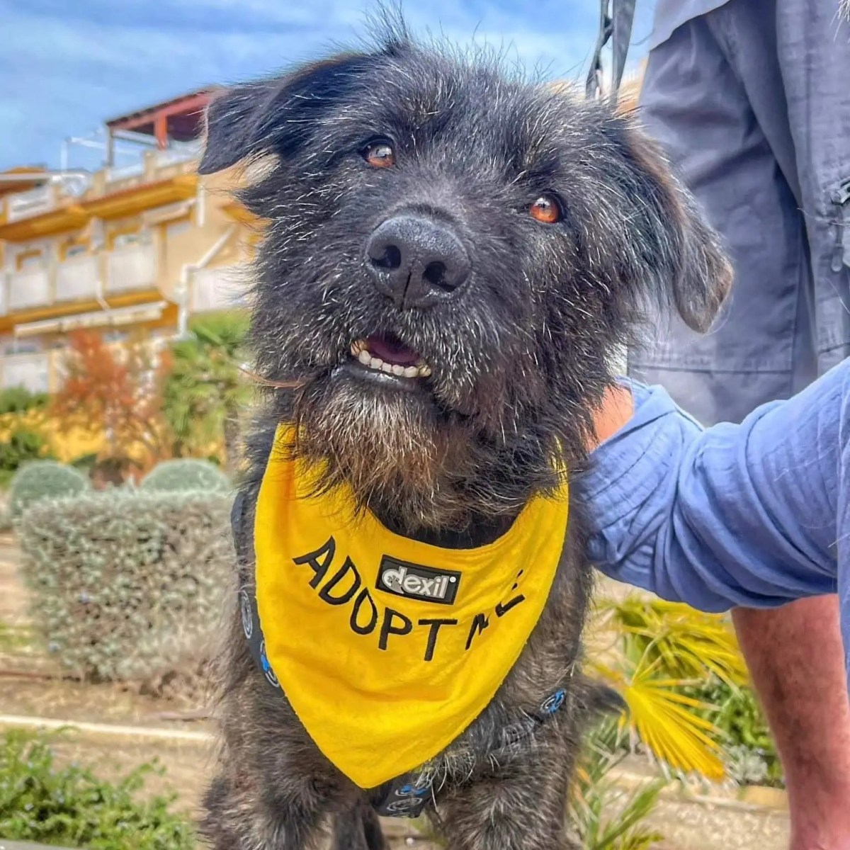 Wooly: Sorgenfellchen mit viel Herz und&nbsp;Köpfchen