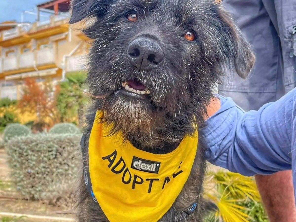 Wooly: Sorgenfellchen mit viel Herz und&nbsp;Köpfchen