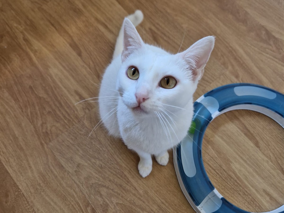 Spendenaufruf🐱für unsere Miezen im Tierheim Asoka&nbsp;Orihuela