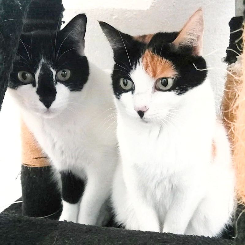 Pepper ♀+ Fernando&nbsp;♂