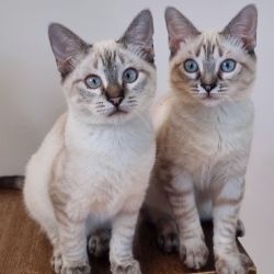 Mira ♀ + Marlene&nbsp;♀