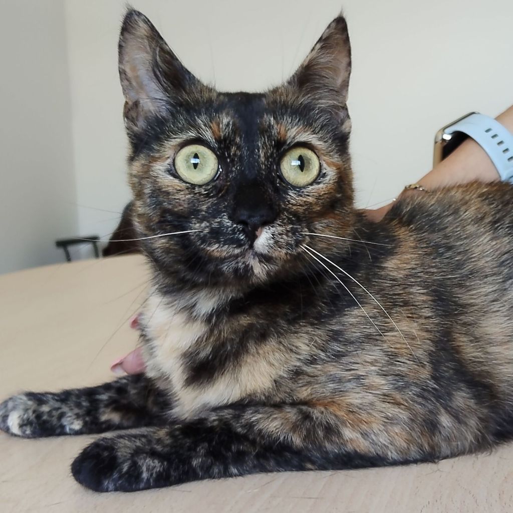 Rihana ♀ + Romina&nbsp;♀