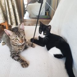 Nando ♂ + Kuga&nbsp;♂