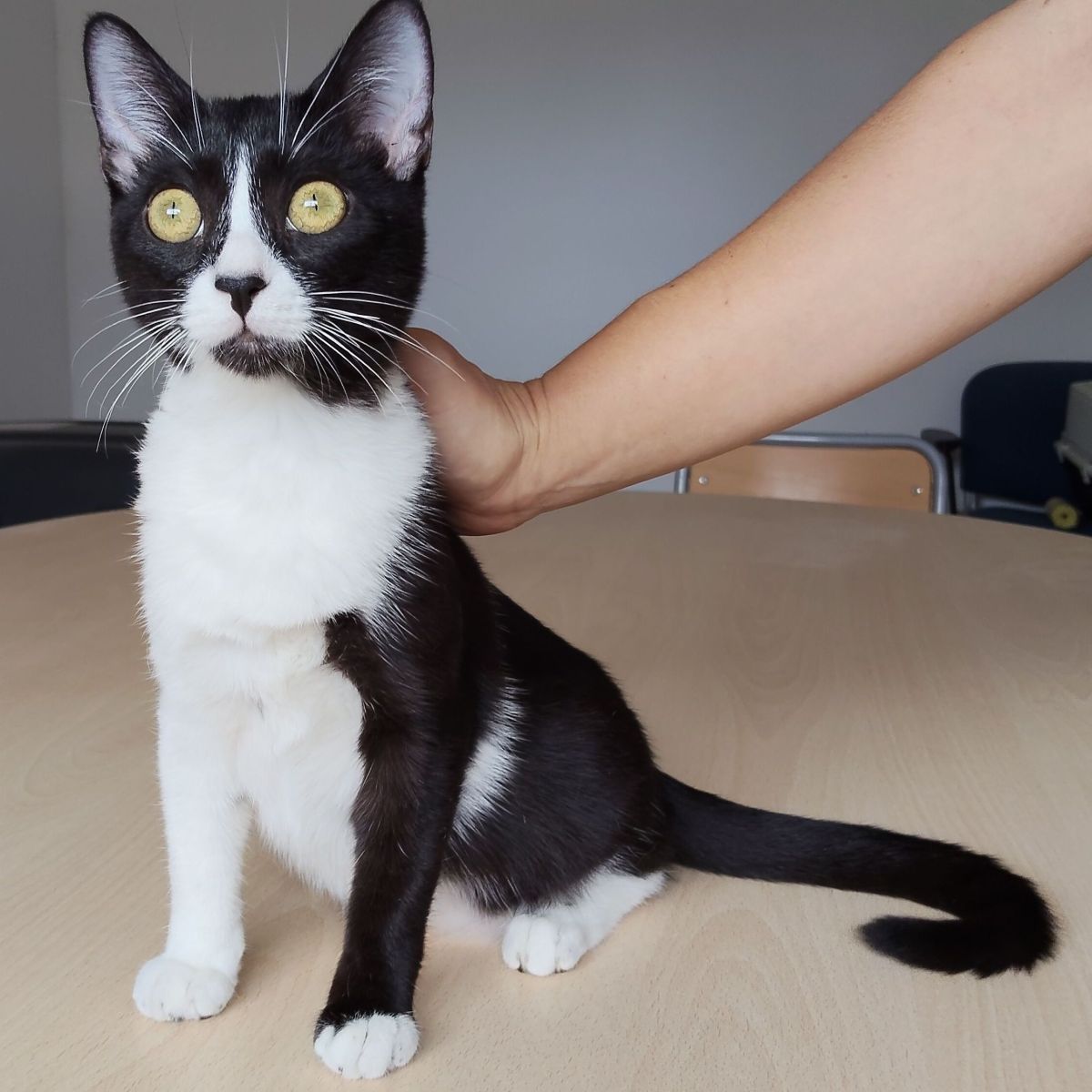 Magui ♀ + Mota&nbsp;♀