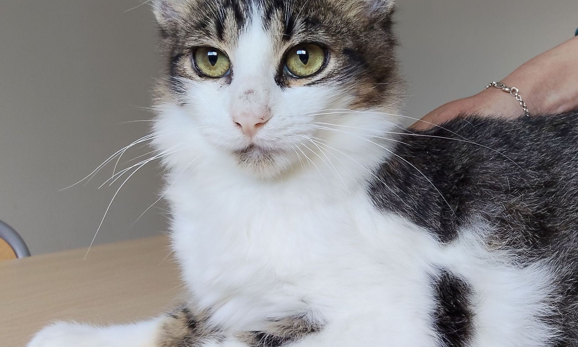 Basil