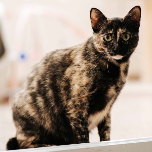 Mimi ♀