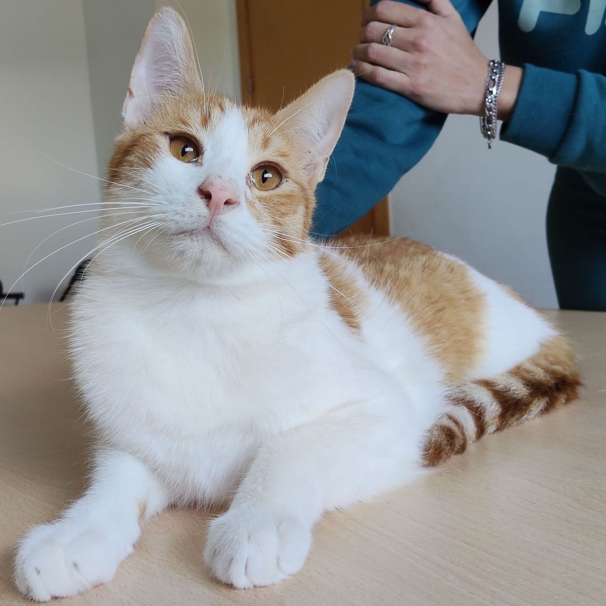 Mileno ♂