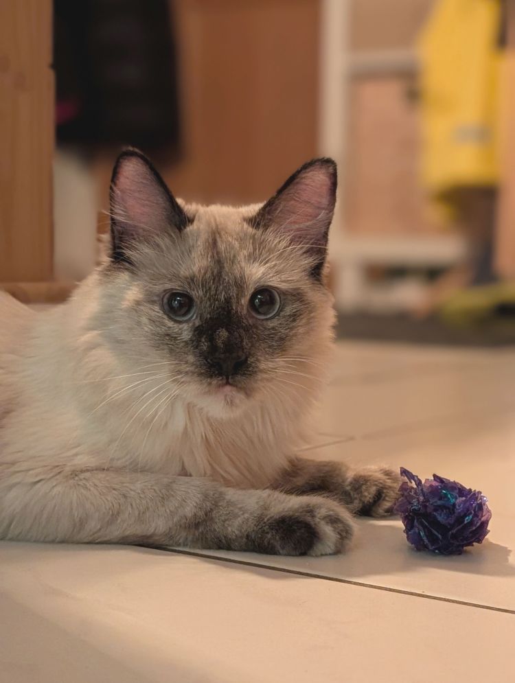 Nova