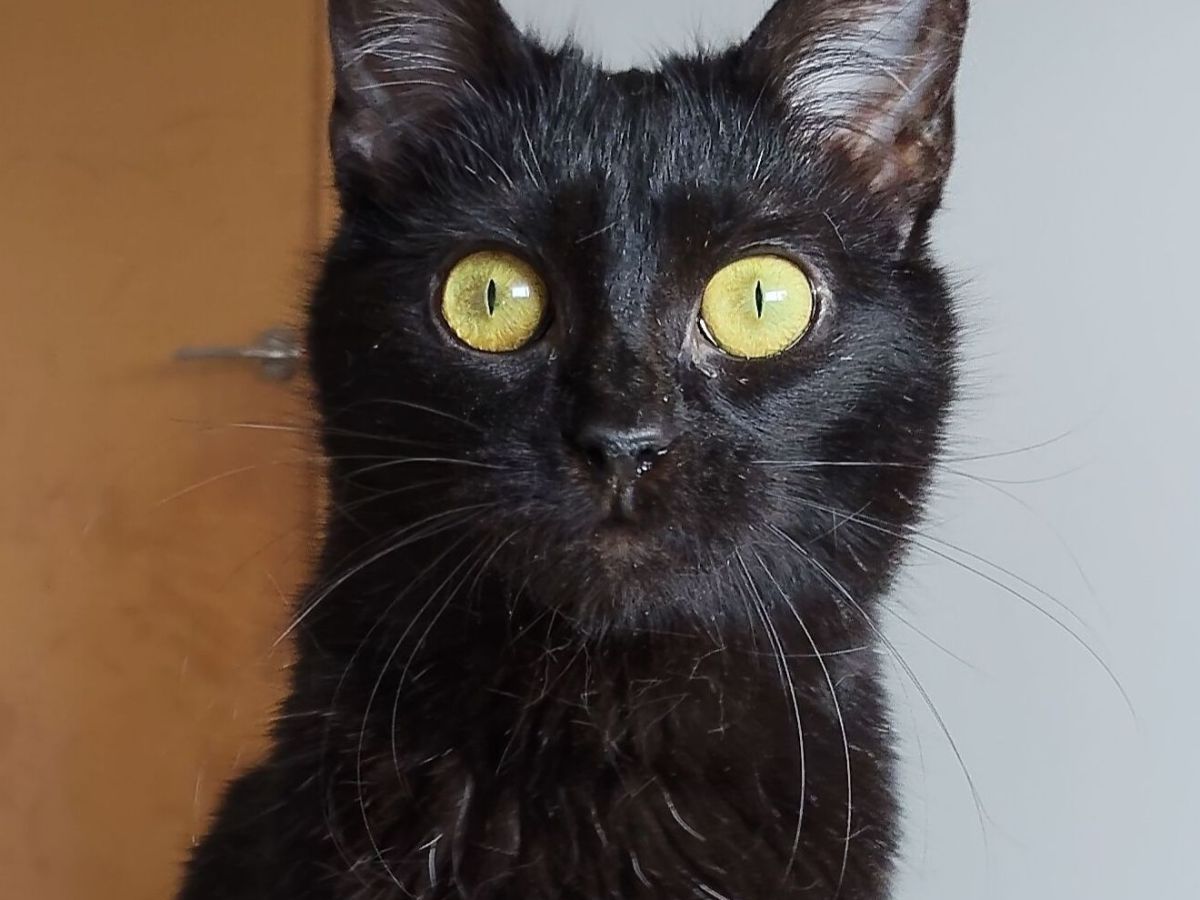 Ozzy ♂