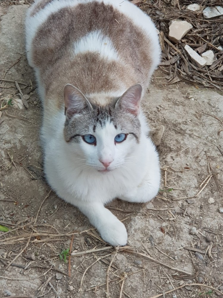 Zeus