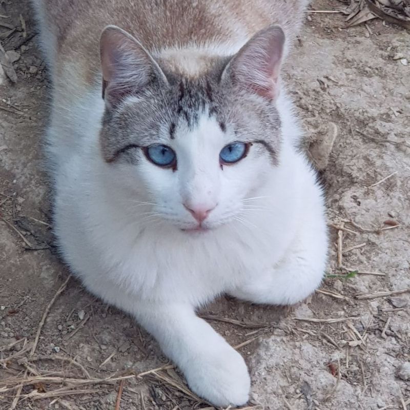 Zeus ♂ + Tais&nbsp;♀