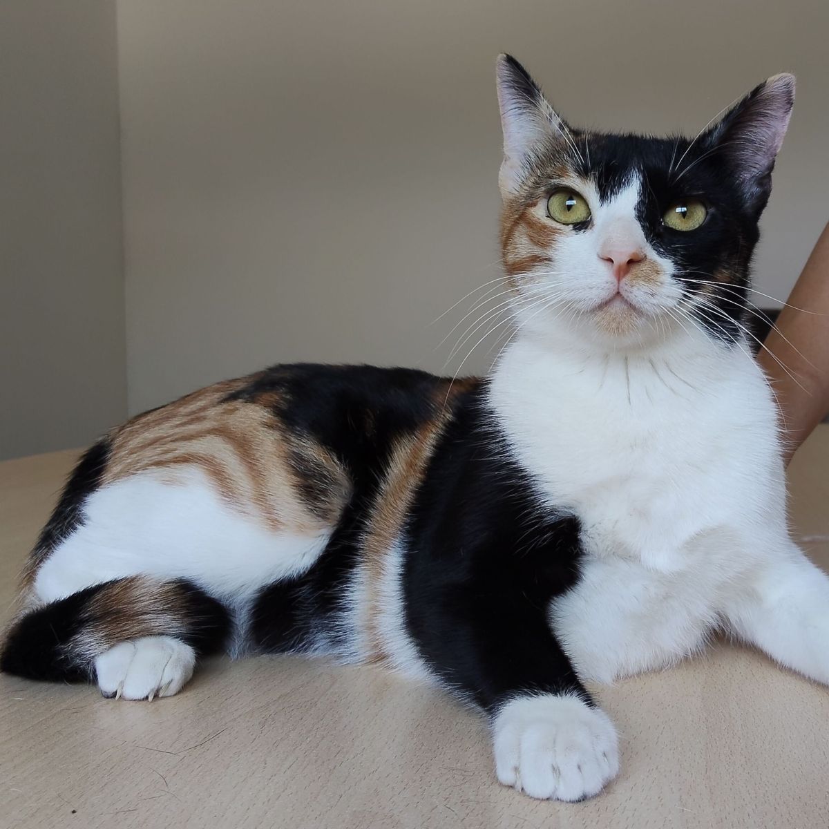 Lulú ♀