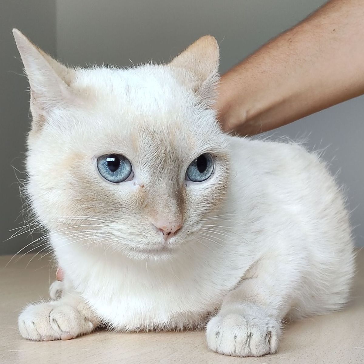 Samba ♀
