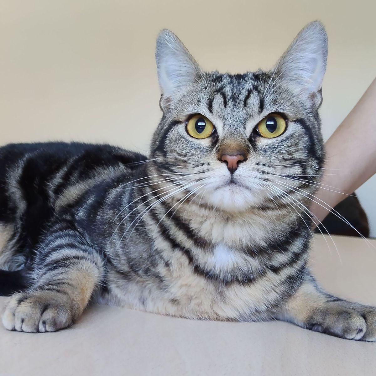 Cisco ♂