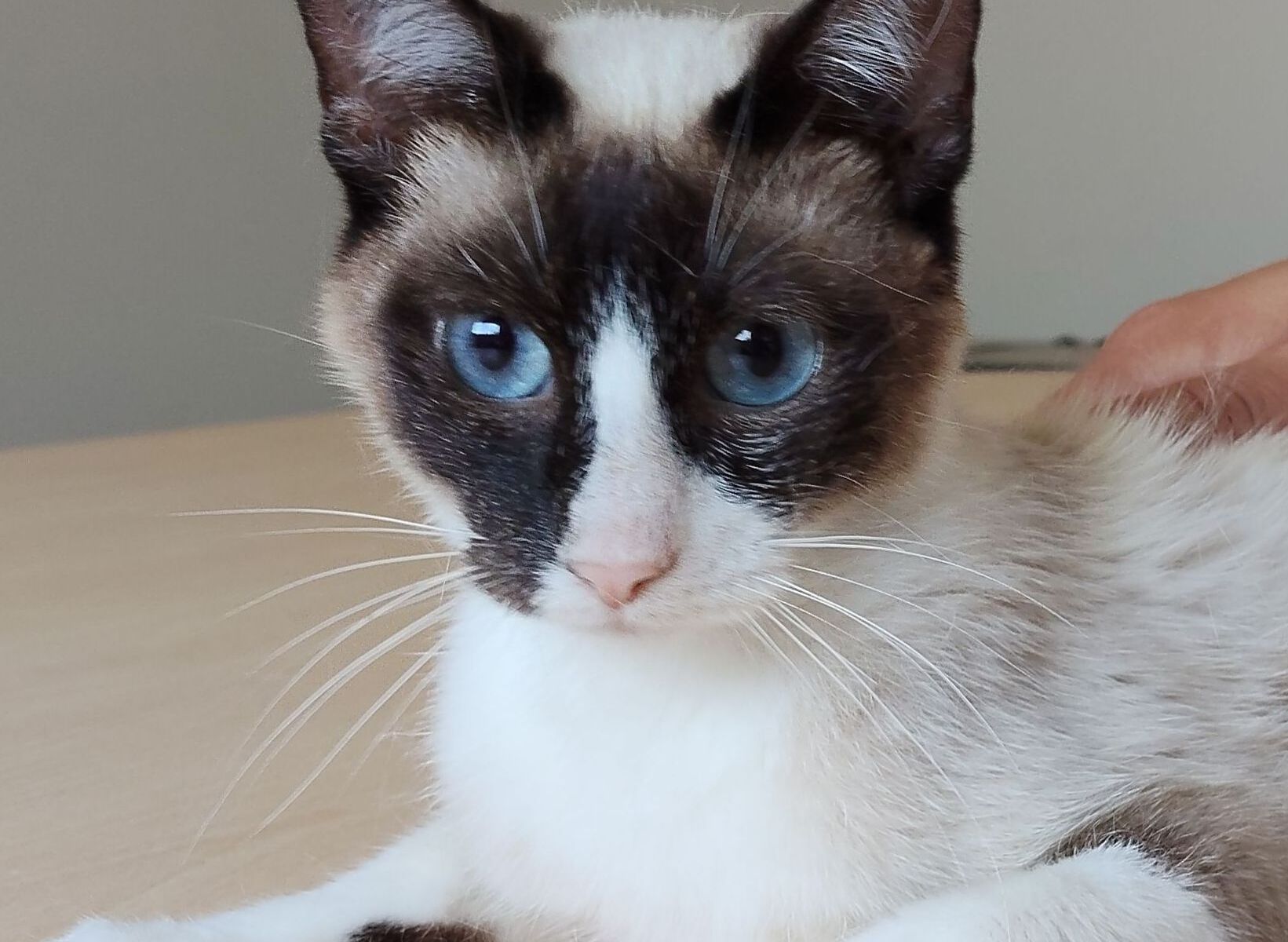 Lilú