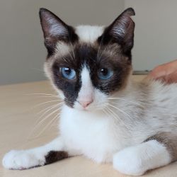 Lilú