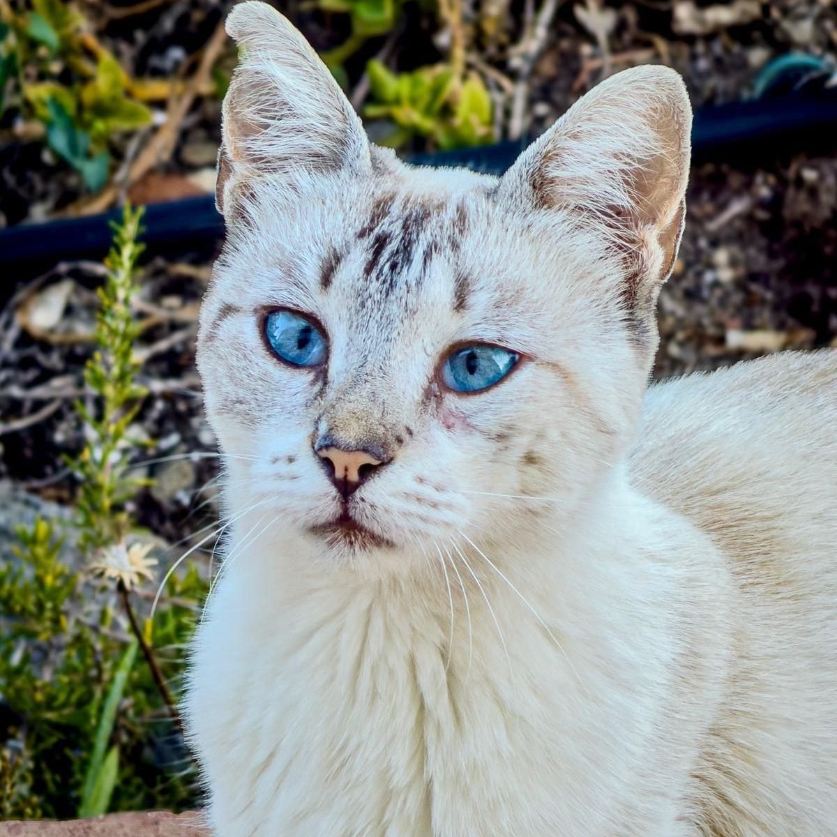 Mela