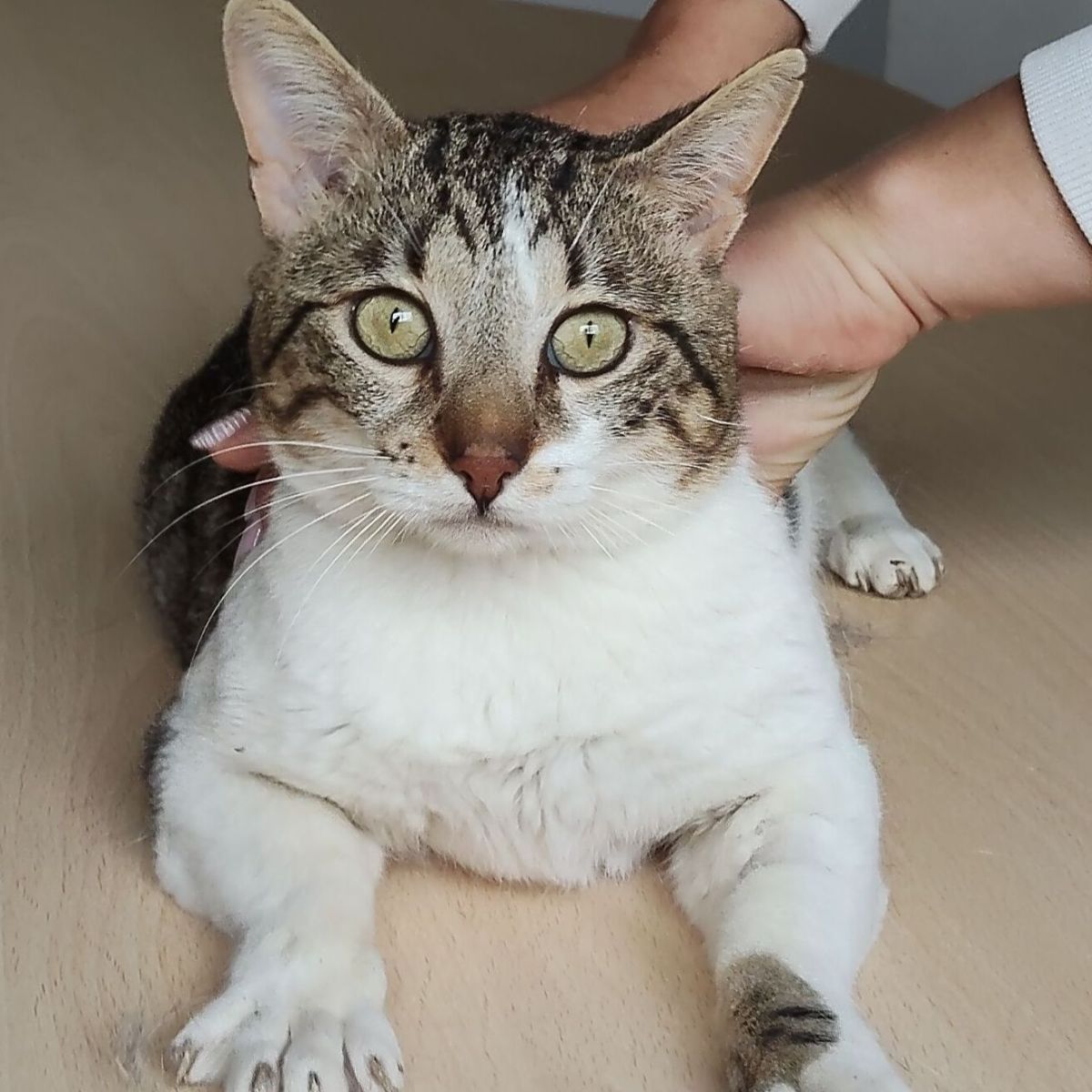 Piaget ♂ + Lilù&nbsp;♀